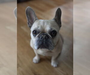 French Bulldog-Unknown Mix Dogs for adoption in Cranston, RI, USA