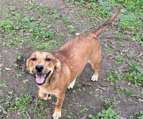 Medium Photo #4 Mountain Cur-Unknown Mix Puppy For Sale in Boston, MA, USA