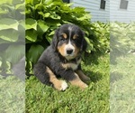 Puppy Pine Bernese Mountain Dog