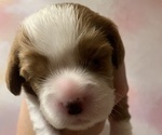 Puppy Suntan Cavalier King Charles Spaniel