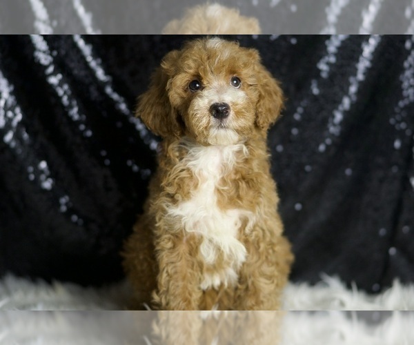 Medium Photo #1 Goldendoodle (Miniature) Puppy For Sale in WARSAW, IN, USA