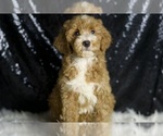 Puppy Amber Goldendoodle (Miniature)