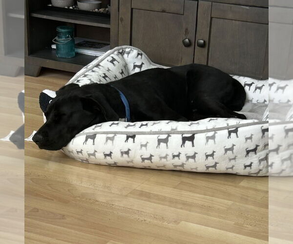 Medium Photo #5 Labrador Retriever-Unknown Mix Puppy For Sale in Oceanside, CA, USA