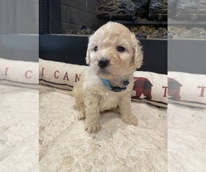 Bernedoodle Puppy for sale in CLEVELAND, TX, USA