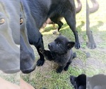 Small Photo #5 German Shepherd Dog Puppy For Sale in SALUDA, SC, USA