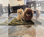 Small #1 Pomeranian