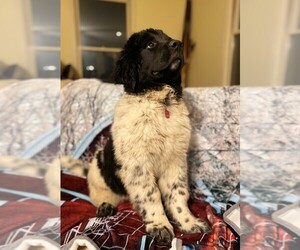 Newfoundland Puppy for sale in LITTLE ROCK, AR, USA