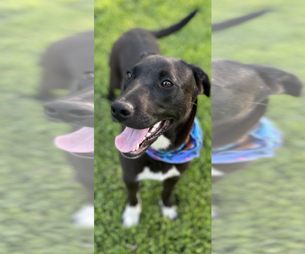 Medium Photo #4 Labrador Retriever-Unknown Mix Puppy For Sale in Conway, AR, USA
