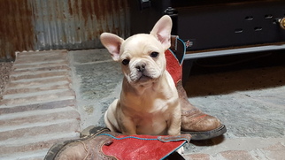 French Bulldog Puppy for sale in BARNETT, MO, USA