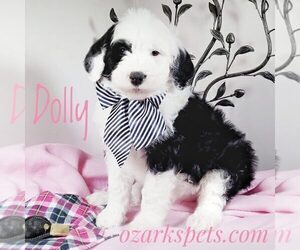 Sheepadoodle Puppy for sale in SEYMOUR, MO, USA