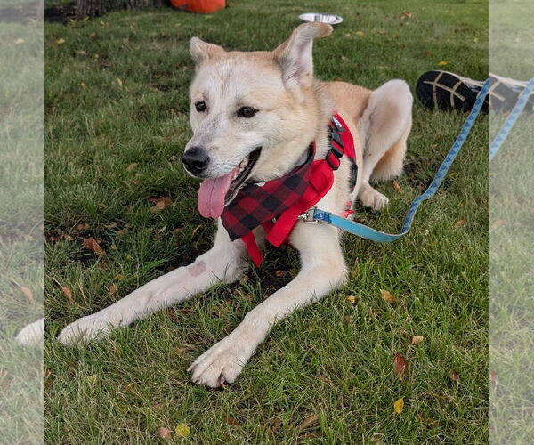 Medium Photo #9 Huskies -Unknown Mix Puppy For Sale in Fargo, ND, USA