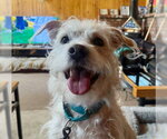 Leo W - Male Cairn Terrier-Unknown Mix Dog for Adoption - Small photo