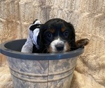 Small Photo #25 Cockalier Puppy For Sale in HERNDON, VA, USA