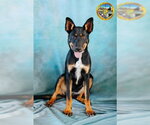 PIXIE - Female Australian Kelpie-Unknown Mix Dog for Adoption - Small photo