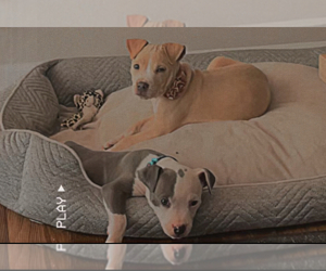 Puppy for sale in GAINESVILLE, GA, USA