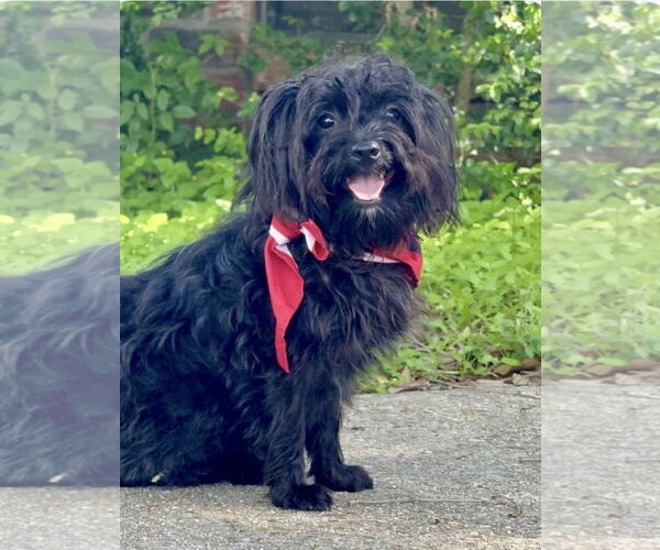 Medium Photo #4 ShihPoo Puppy For Sale in Oakhurst, NJ, USA