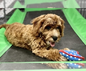 Cavapoo Puppy for sale in DUNDEE, OH, USA