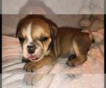 Small Photo #4 English Bulldogge Puppy For Sale in PUYALLUP, WA, USA