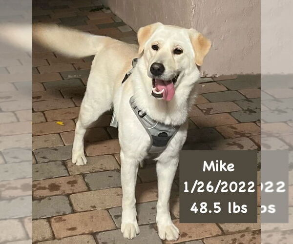 Medium Photo #3 Labrador Retriever Puppy For Sale in West Hollywood, CA, USA