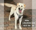 Small #2 Labrador Retriever