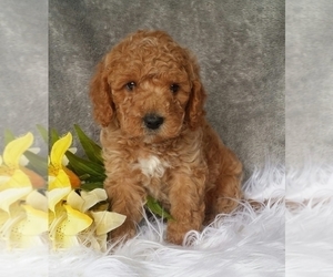Miniature Labradoodle Puppy for sale in FREDERICKSBG, OH, USA