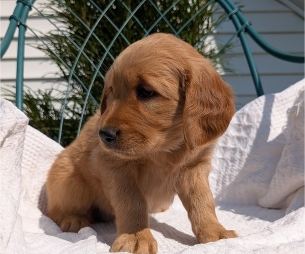 Medium Photo #12 Golden Retriever Puppy For Sale in GOSHEN, IN, USA