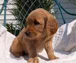 Small #11 Golden Retriever
