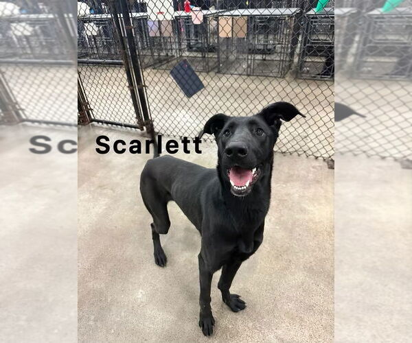 Medium Photo #4 Great Dane-Labrador Retriever Mix Puppy For Sale in Evansville, IN, USA