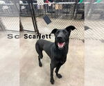 Small #3 Great Dane-Labrador Retriever Mix