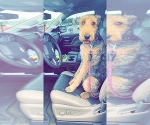 Airedale Terrier Puppy for sale in PETAL, MS, USA