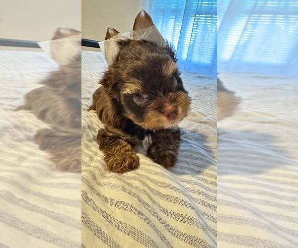 Medium Photo #9 Yorkshire Terrier Puppy For Sale in WEST HARTFORD, CT, USA