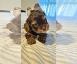 Small #8 Yorkshire Terrier