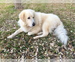 Small #6 Great Pyrenees