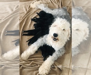 Mother of the Sheepadoodle puppies born on 11/03/2019