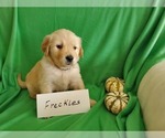 Small Photo #7 Golden Retriever Puppy For Sale in NORTH UNION, PA, USA