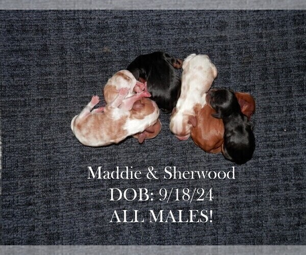 Medium Photo #1 Cavalier King Charles Spaniel Puppy For Sale in CHANUTE, KS, USA