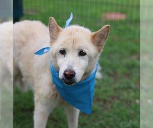 Siberian Husky-Unknown Mix Dogs for adoption in San Antonio, TX, USA