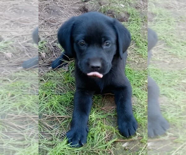 Medium Photo #29 Labrador Retriever Puppy For Sale in IONE, CA, USA