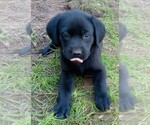 Small #8 Labrador Retriever