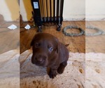 Small #5 Labrador Retriever