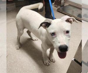 Mutt Dogs for adoption in Bakersfield, CA, USA