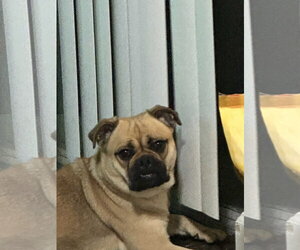 Twix - Female Pug-Unknown Mix Dog for Adoption - Photo #3