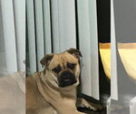 Small #2 Pug Mix