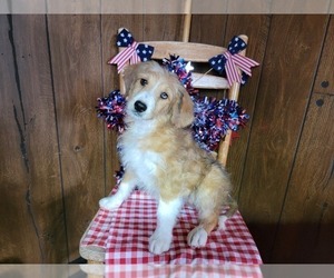 Medium Bernedoodle (Miniature)