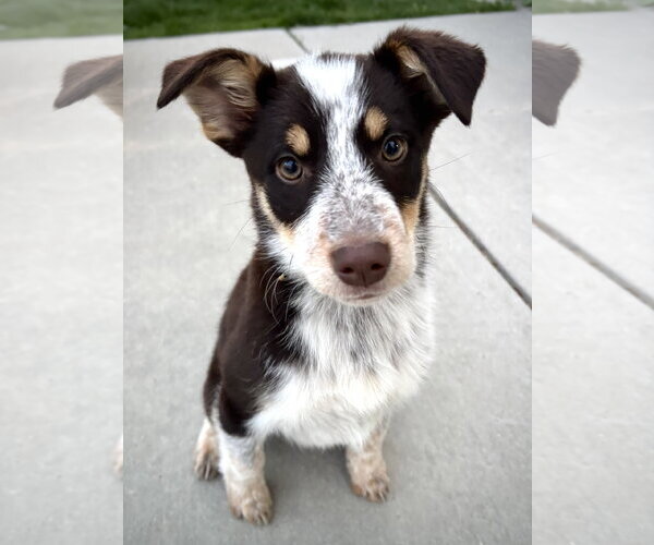 Medium Photo #3 Mutt Puppy For Sale in Sandy, UT, USA