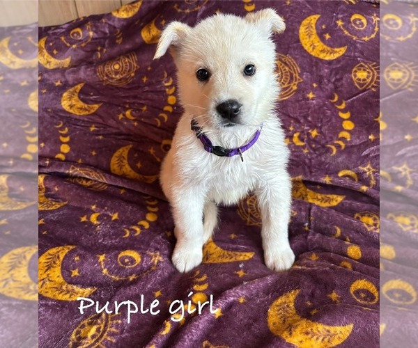 Medium Photo #1 German Shepherd Dog-Siberian Husky Mix Puppy For Sale in HOLTON, MI, USA