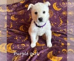 Puppy Purple girl German Shepherd Dog-Siberian Husky Mix