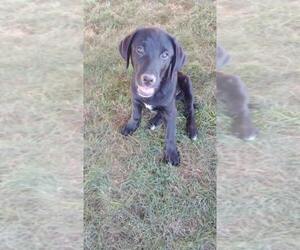 Labrador Retriever-Unknown Mix Dogs for adoption in Palatine/Kildeer/Buffalo grove, IL, USA