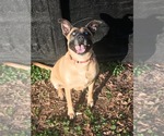 Small #2 Labrador Retriever Mix