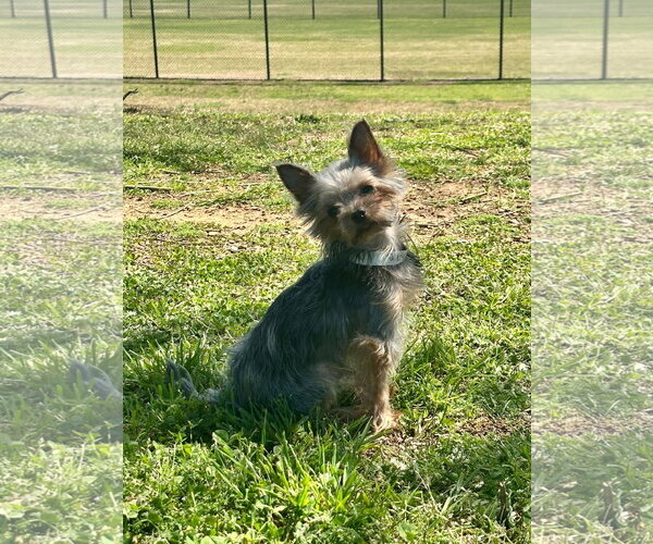 Medium Photo #3 Mutt Puppy For Sale in Pacolet, SC, USA